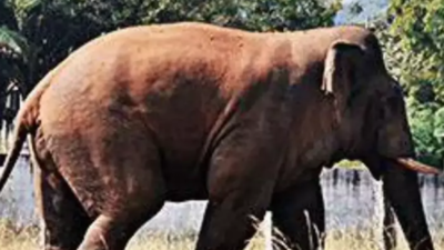 Wild elephants go on rampage in village near Coimbatore, kill youth and injure five others
