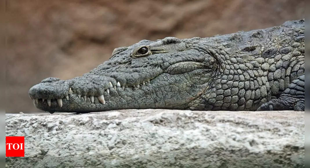 Crocodiles vs. alligators: Spotting the differences |