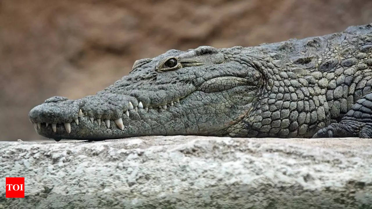 Crocodiles vs. alligators: Spotting the differences | - Times of India