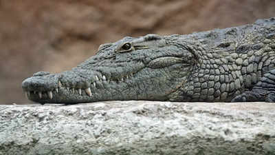 Young boy's quick thinking foils Crocodile attack in Madhya Pradesh