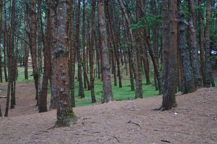 Kodaikanal, Tamil Nadu