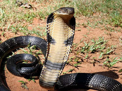 King cobra: Longest venomous snake’s characteristics, habitats and more