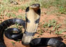 King cobra: Longest venomous snake’s characteristics, habitats and more