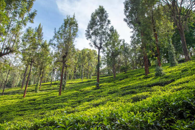 Nilgiri Hills, Tamil Nadu