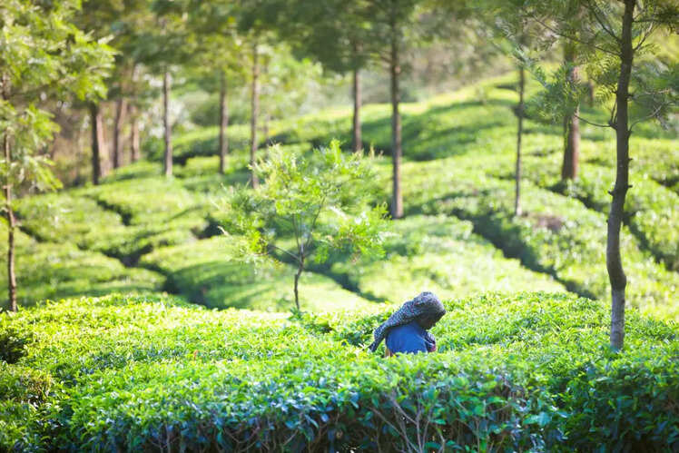 Assam