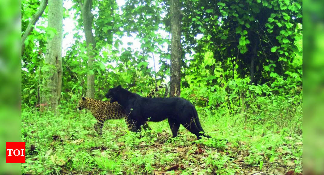 Madhya Pradesh Celebrates International Tiger Day