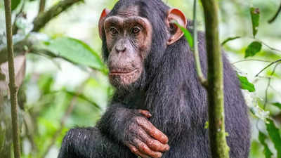 Chimpanzees may speak human words: Researchers reveal after reviewing old footage