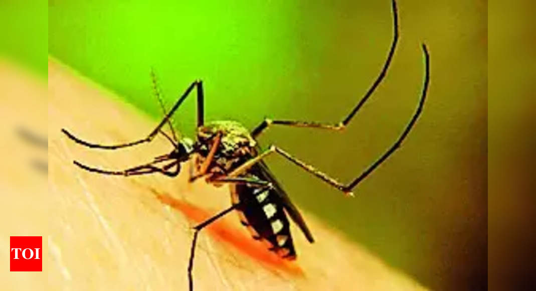 Dengue in Mangalore