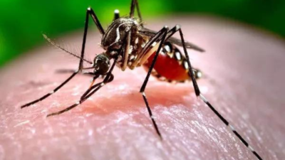 Albopictus, mosquito that caused dengue surges in 1950s, back in Kolkata