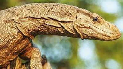 Speeding vehicles threat to Pilibhit monitor lizard