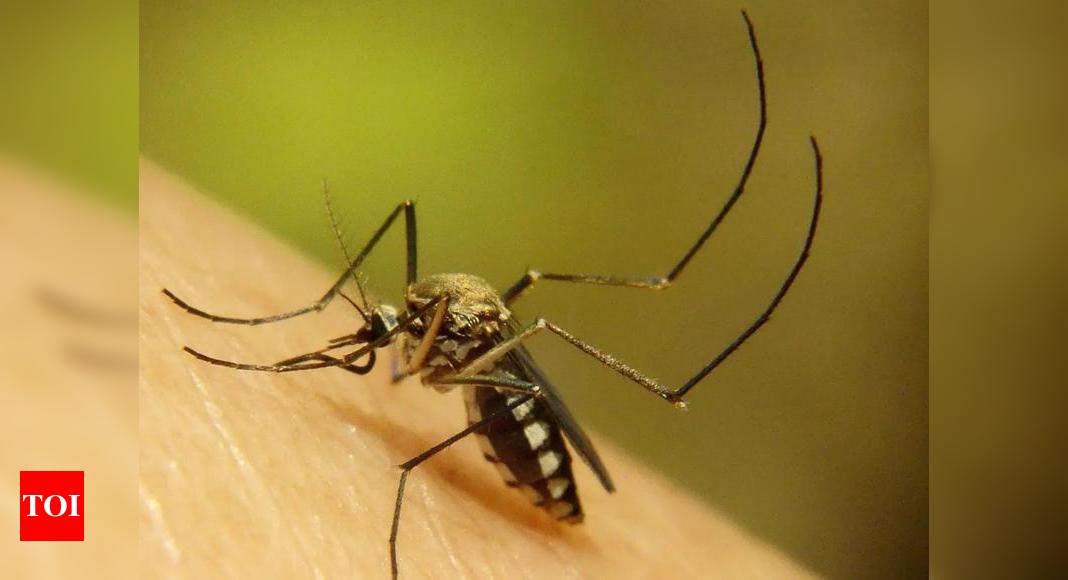 Dengue Surge Hits India and Pakistan