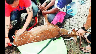 Deer drowning in river amid rainrescued after tranquilliser shot