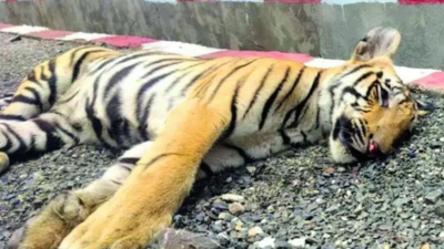 'If Assam can why can't we?': Foresters want to seize train that killed 3 tiger cubs in Madhya Pradesh