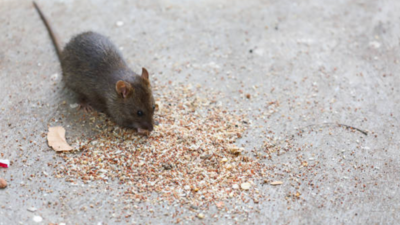 Rat poop in Hyderabad's Shamshabad hotel kitchen