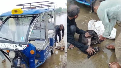 Men arrested for attempting to drown six stray dogs in Madhya Pradesh's Satna river