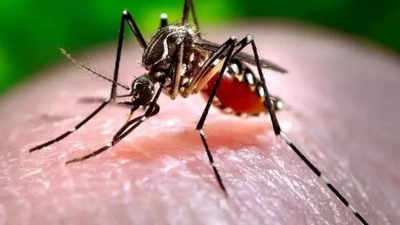 Highest no. of dengue cases reported from Mapusa since January