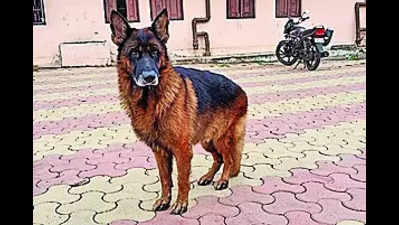 Police dog sent to Wayanad to help in search, rescue ops