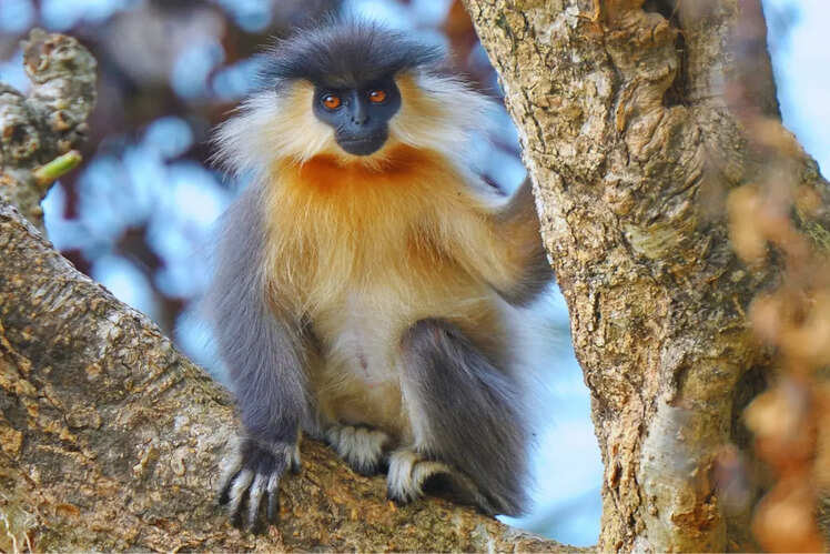 Manas National Park, Assam