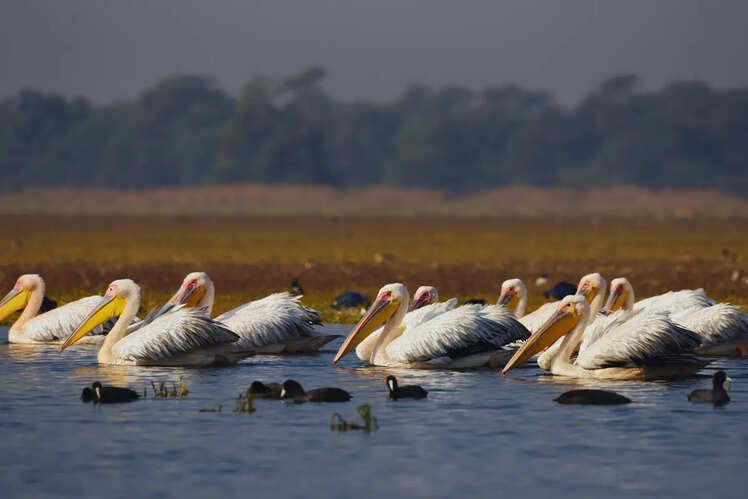 Keoladeo National Park, Rajasthan