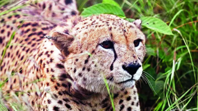 Cheetah cub dies at MP's Kuno; suffered spinal fracture in fall