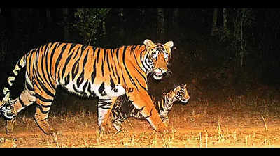 35 cattle killed by tigers in Similipal this year