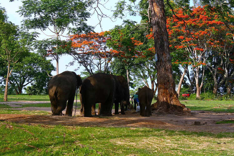 Dubare Elephant Camp