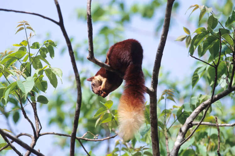 Dandeli Wildlife Sanctuary
