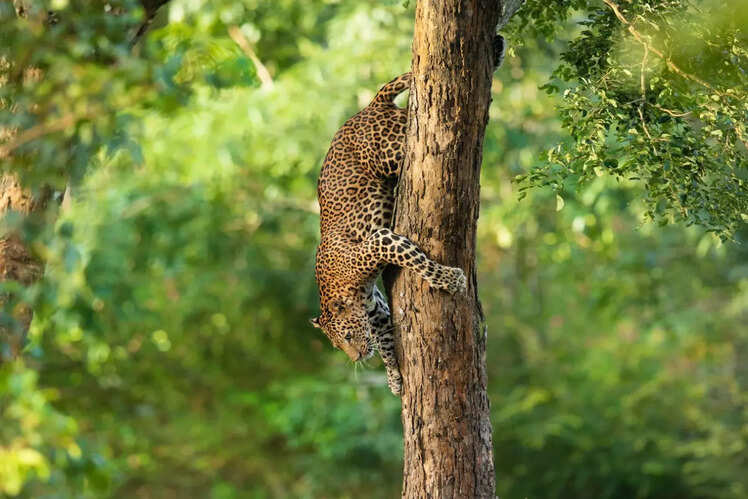 Bandipur National Park