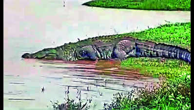 From farmlands to roads, crocs come to haunt residents in flood-hit areas