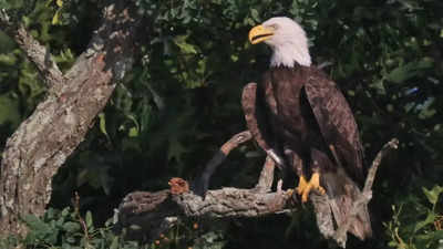 After over 200 years bald eagle becomes US national bird