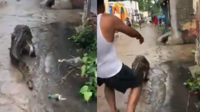 Crocodile roams village streets in Bijnor: Viral video captures reptile's morning stroll