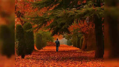 Mastering autumn wildlife: Tips to capturing stunning shots