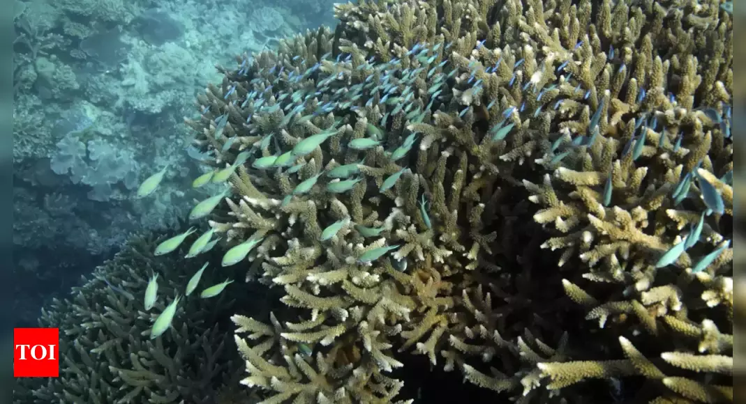 Great Barrier Reef waters were hottest in 400 years over the past decade, study finds