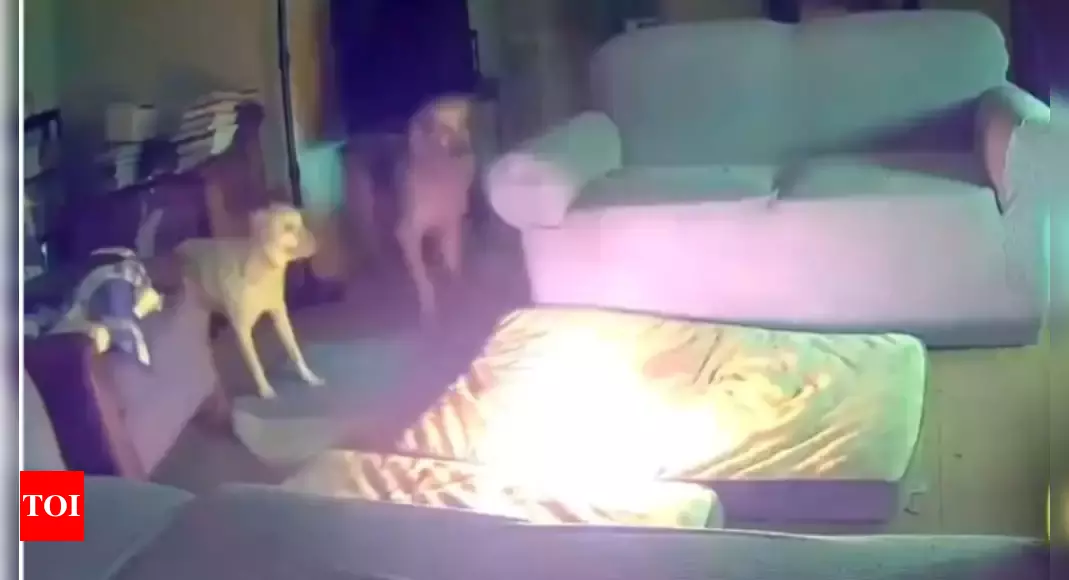 Dog sets house on fire after chewing cell phone battery: Watch