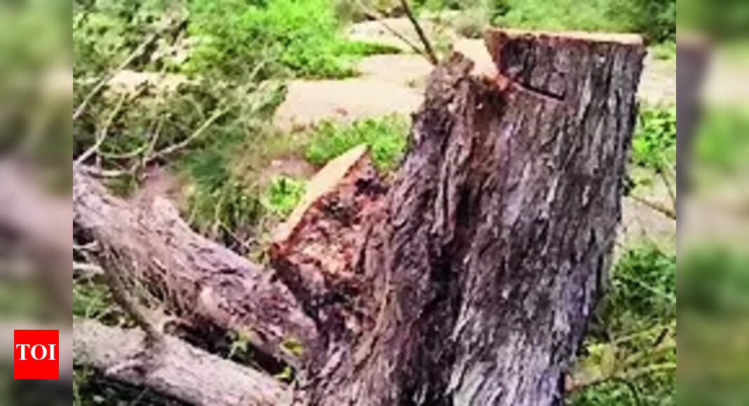 Tree Felling: Maharashtra imposes ₹50k fine for illegal tree felling ...