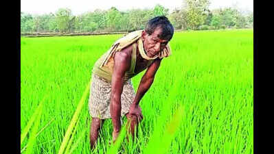 Innovative technique helps cut irrigation costs
