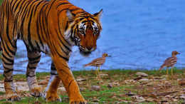 Big cats: Places to see tigers and leopards in Rajasthan