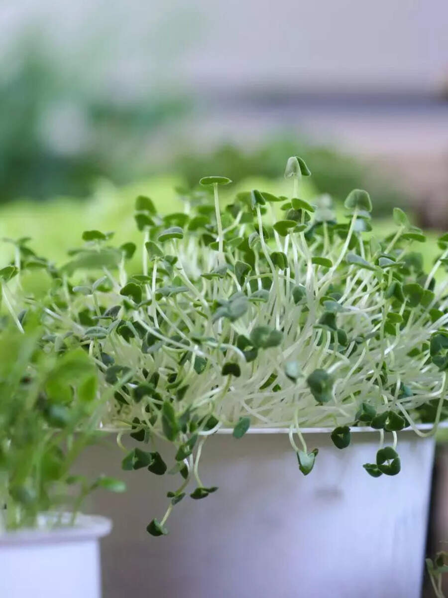 How to grow Chia seed plant | Times of India