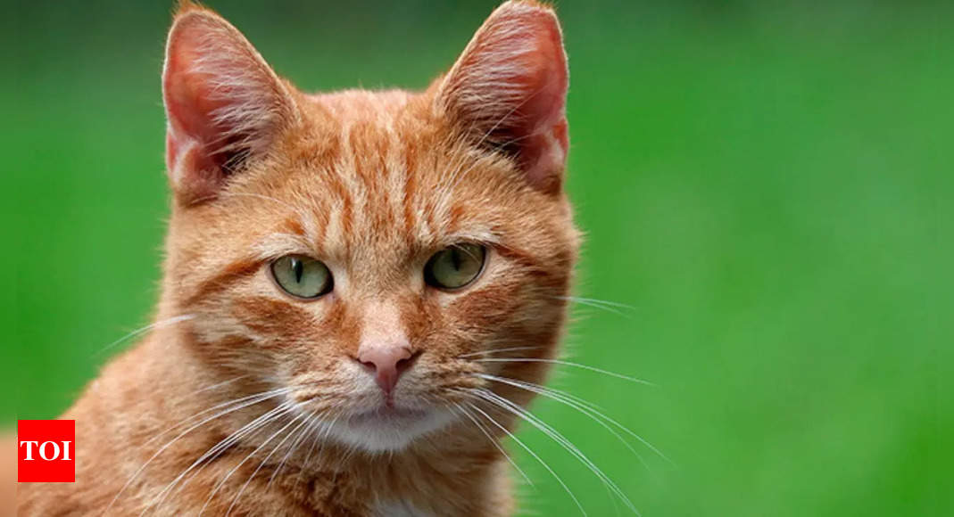 International Cat Day; What each zodiac sign can learn from Cats