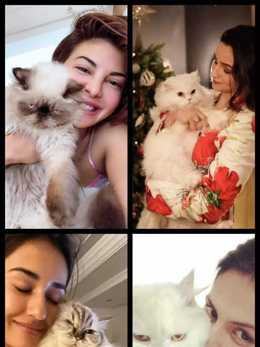 Bollywood Celebrities Celebrate International Cat Day