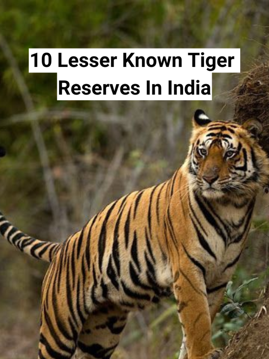 10 Lesser Known Tiger Reserves In India | Times Now