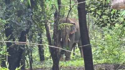 Middle-aged woman killed by elephant during morning walk in Chhattisgarh’s Ralia village