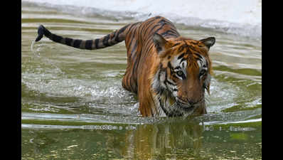 Autopsy report reveals 4 holes in skull of tiger, raises MP poaching fears