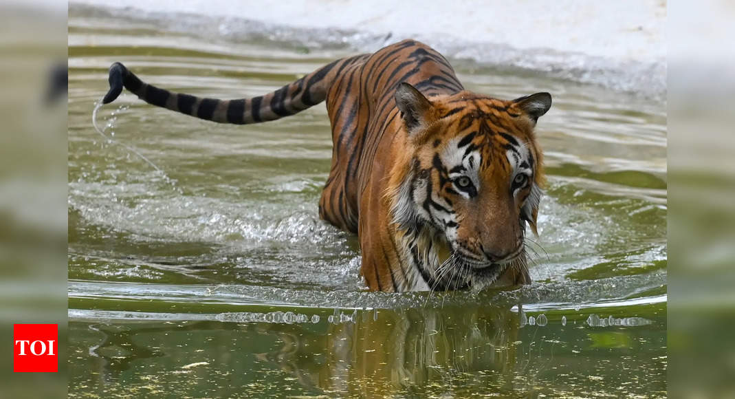 Autopsy report reveals 4 holes in skull of tiger, raises MP poaching fears