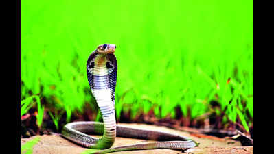 Forest officials on alert at Battis Shirala to protect snakes during Nag Panchami