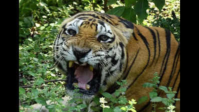 Poaching alarm in Madhya Pradesh: 4 holes in tiger's skull indicate gunshots