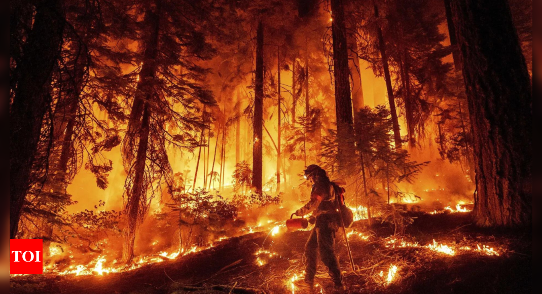 Huge California wildfire chews through timber in very hot and dry weather – Times of India