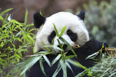 California welcomes giant pandas: Meet Yun Chuan and Xin Bao