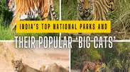 India’s top national parks and their popular ‘Big Cats’