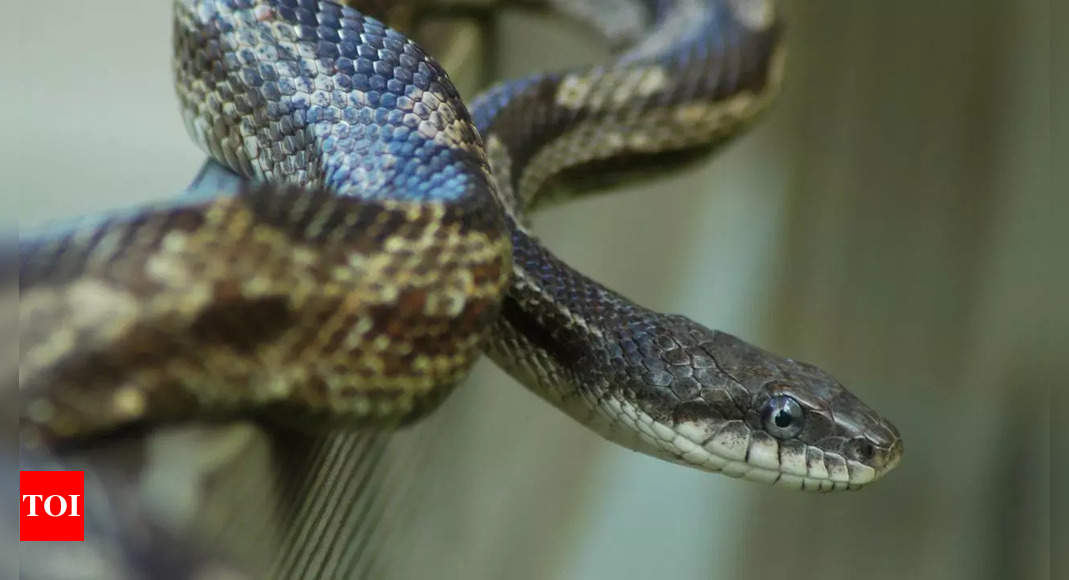 The snake that clings to cows’ legs to drink milk |